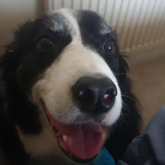 Border Collie