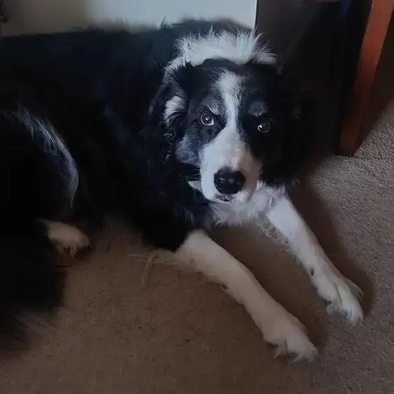Border Collie