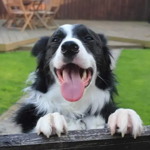 Border Collie