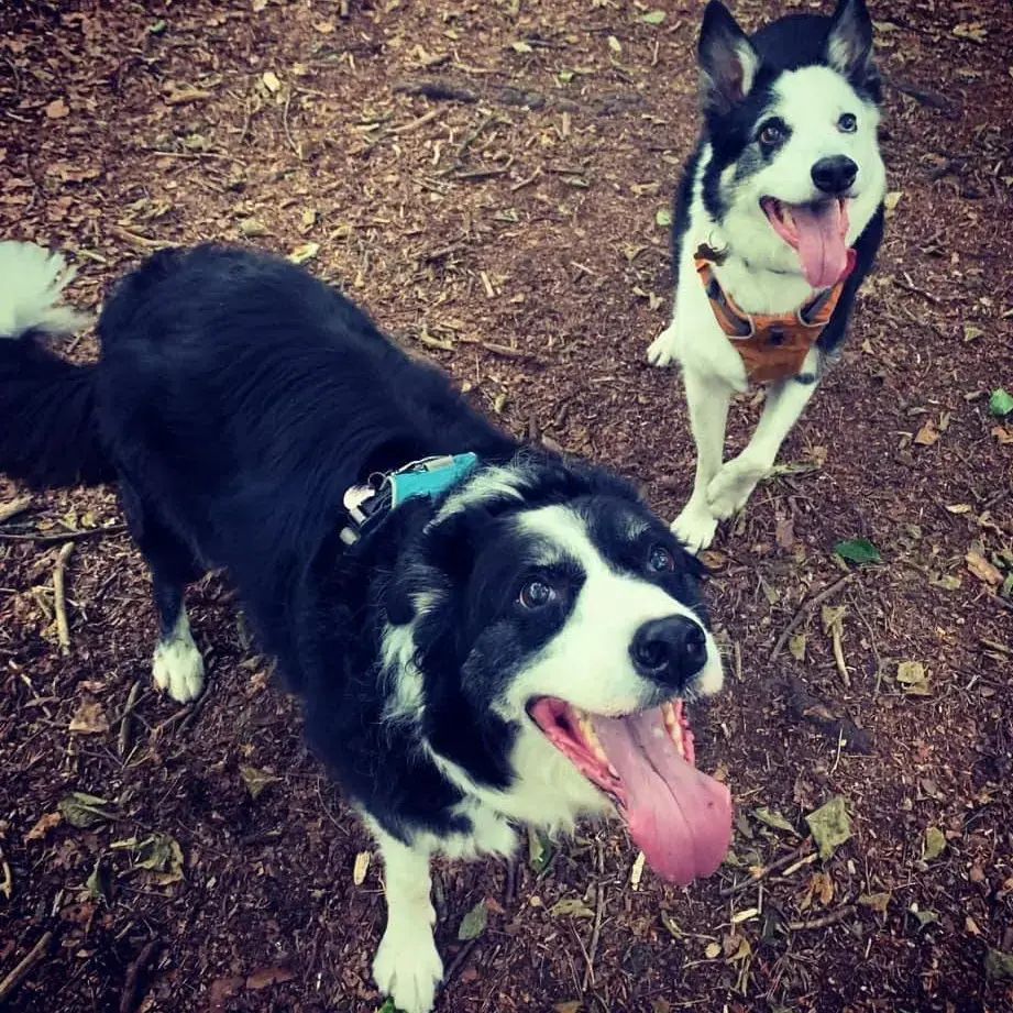 Border Collie