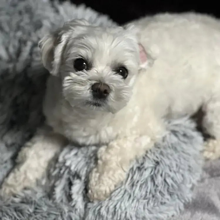 Maltese
