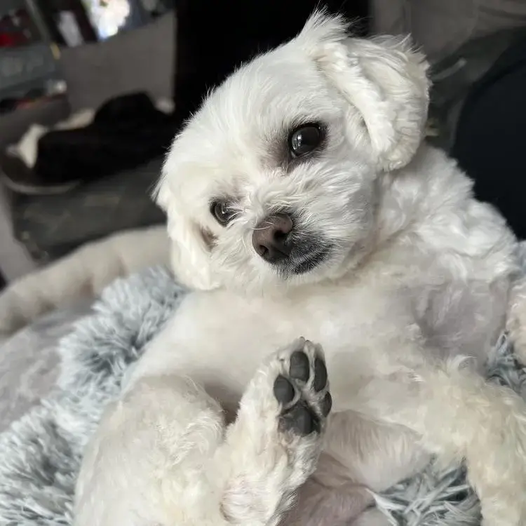 Maltese