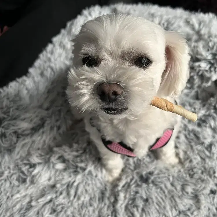 Maltese