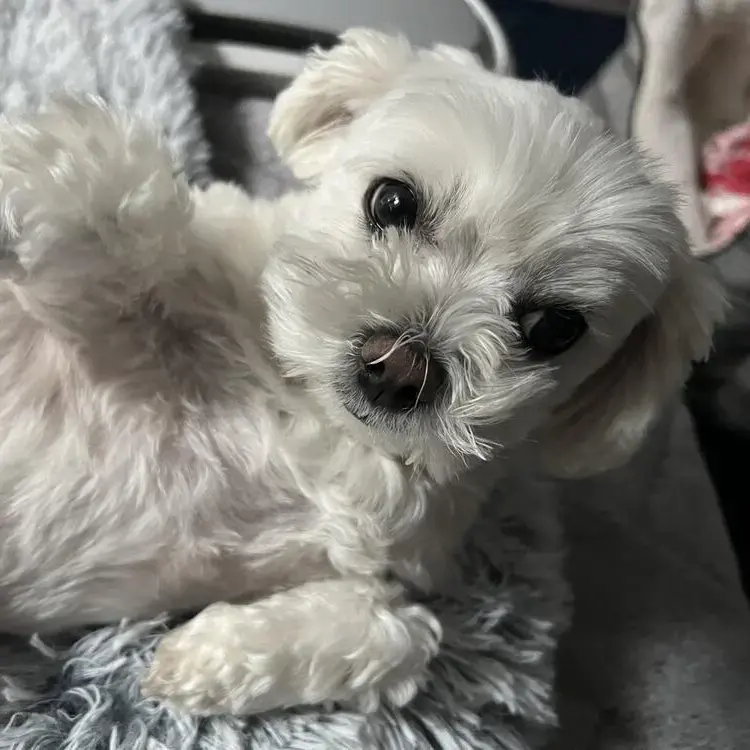 Maltese