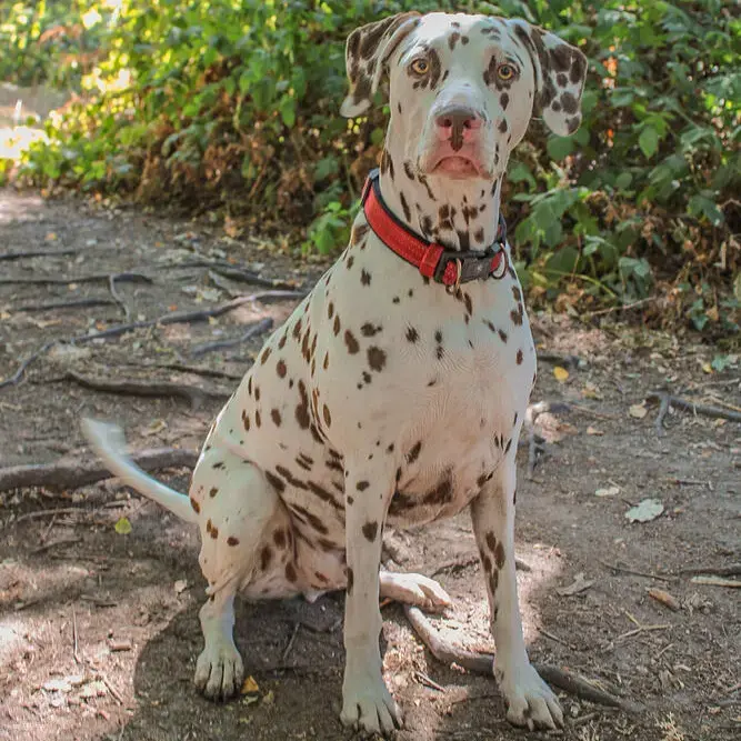 Dalmatian