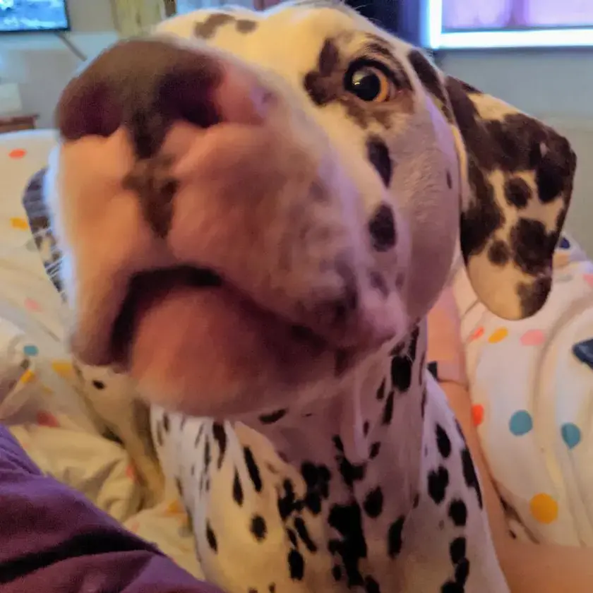Dalmatian