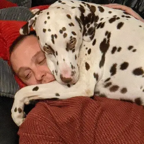 Dalmatian