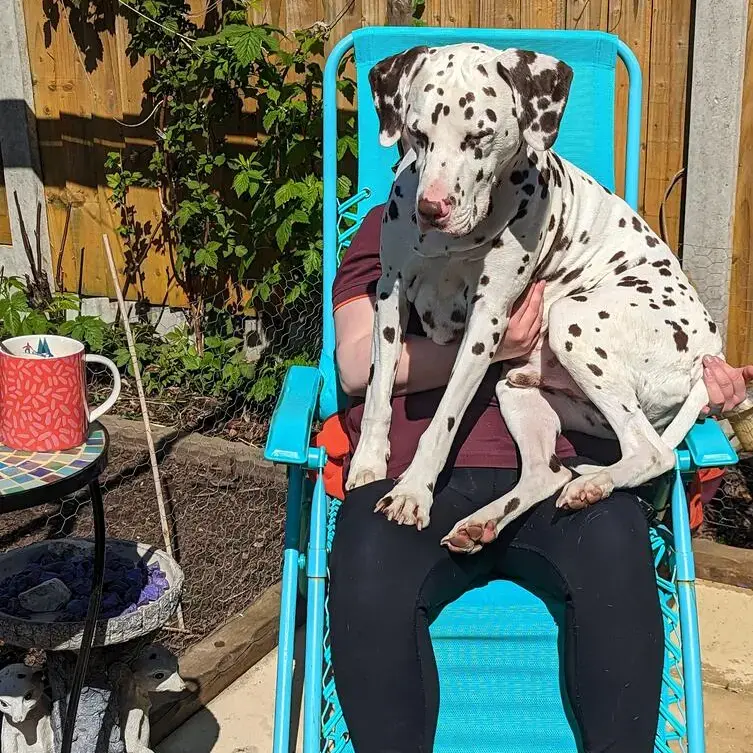 Dalmatian