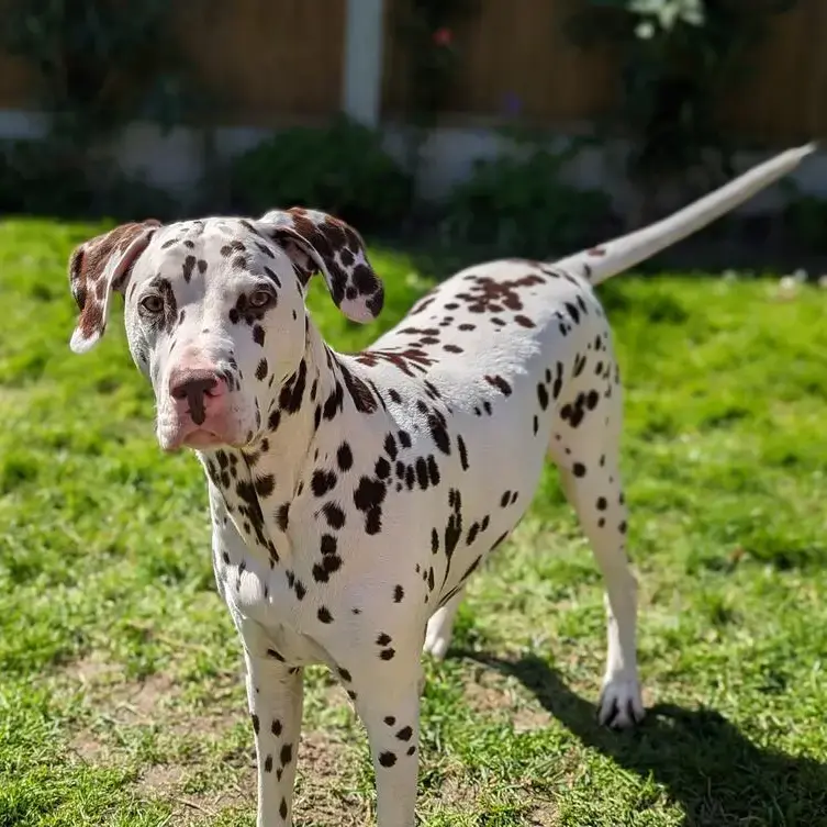 Dalmatian