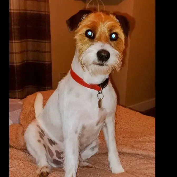 Parson Russell Terrier
