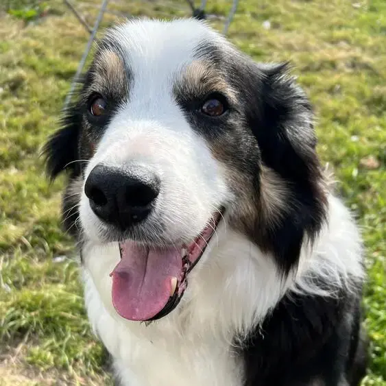 Border Collie