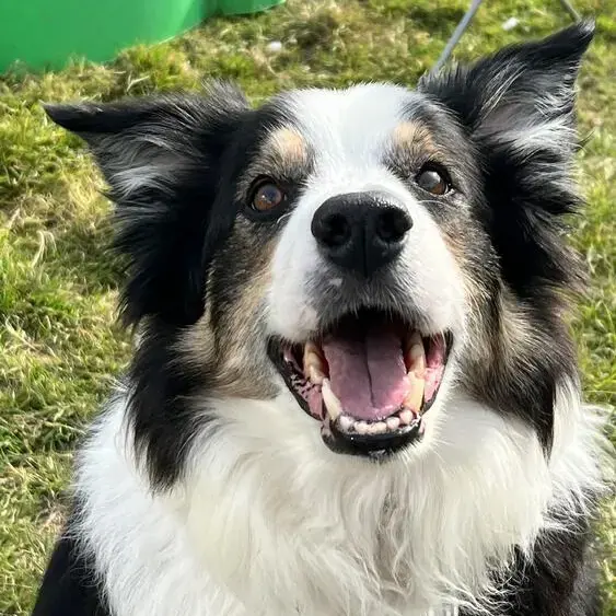Border Collie