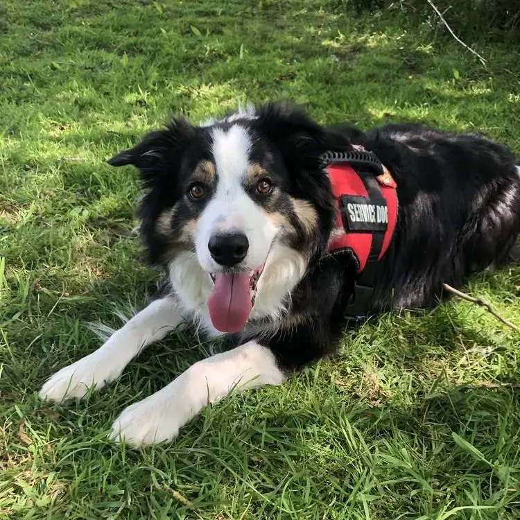 Border Collie