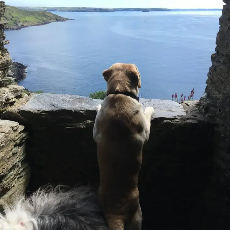 Labrador Retriever