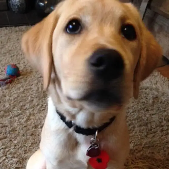 Labrador Retriever