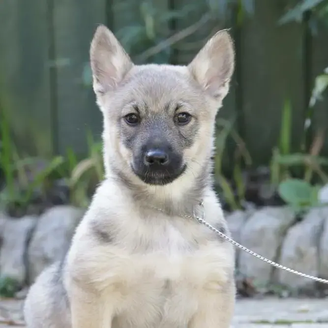 Swedish Vallhund