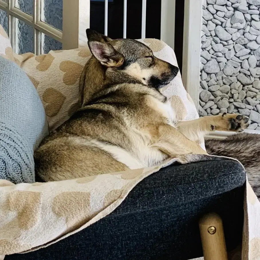 Swedish Vallhund