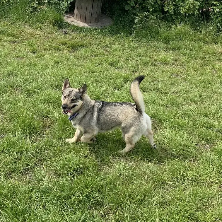 Swedish Vallhund