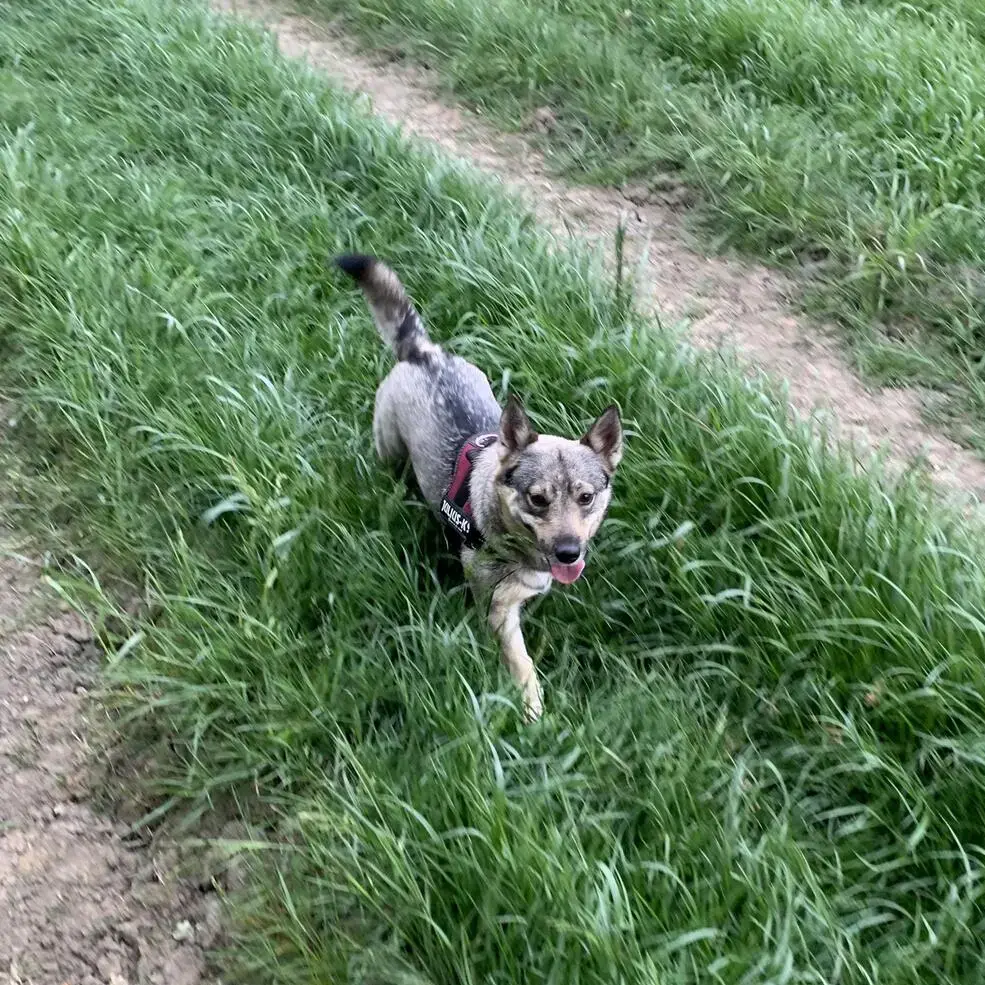 Swedish Vallhund