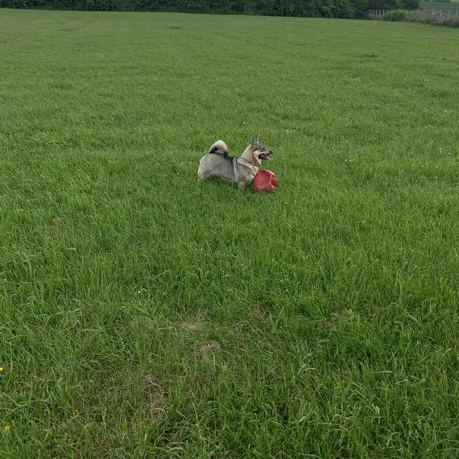 Swedish Vallhund