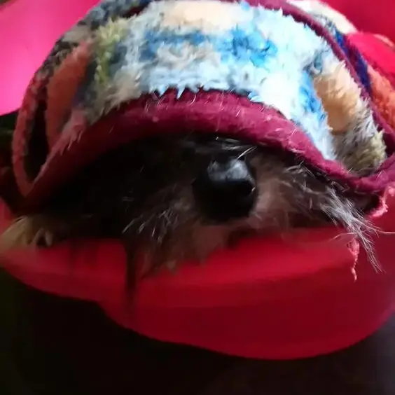 Chinese Crested