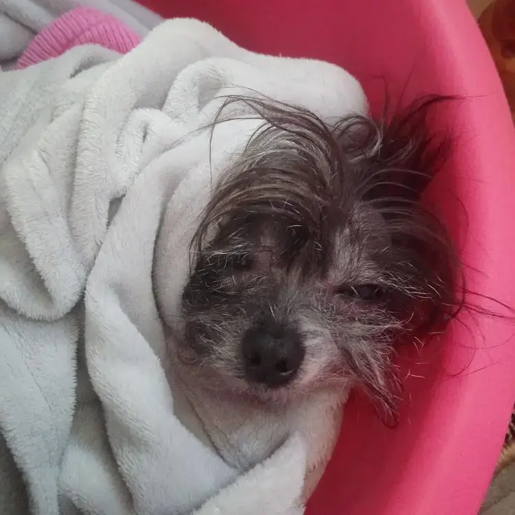 Chinese Crested