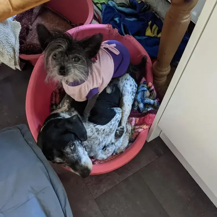 Chinese Crested