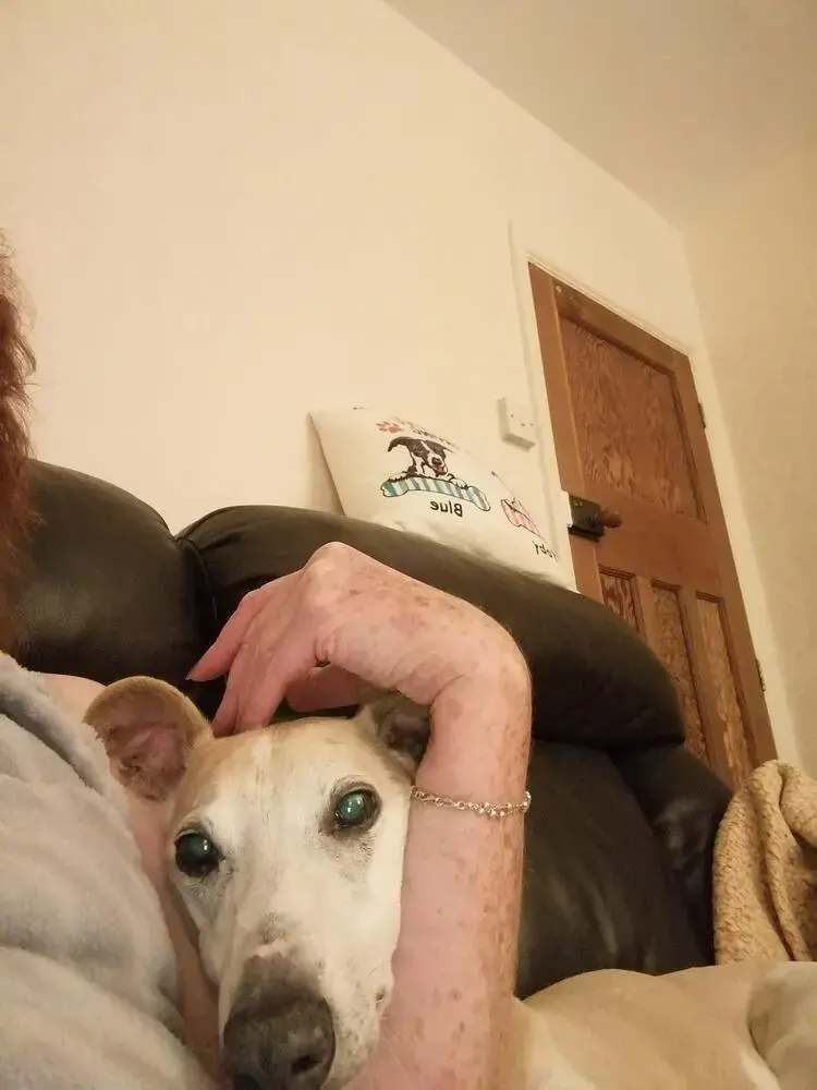 Whippet