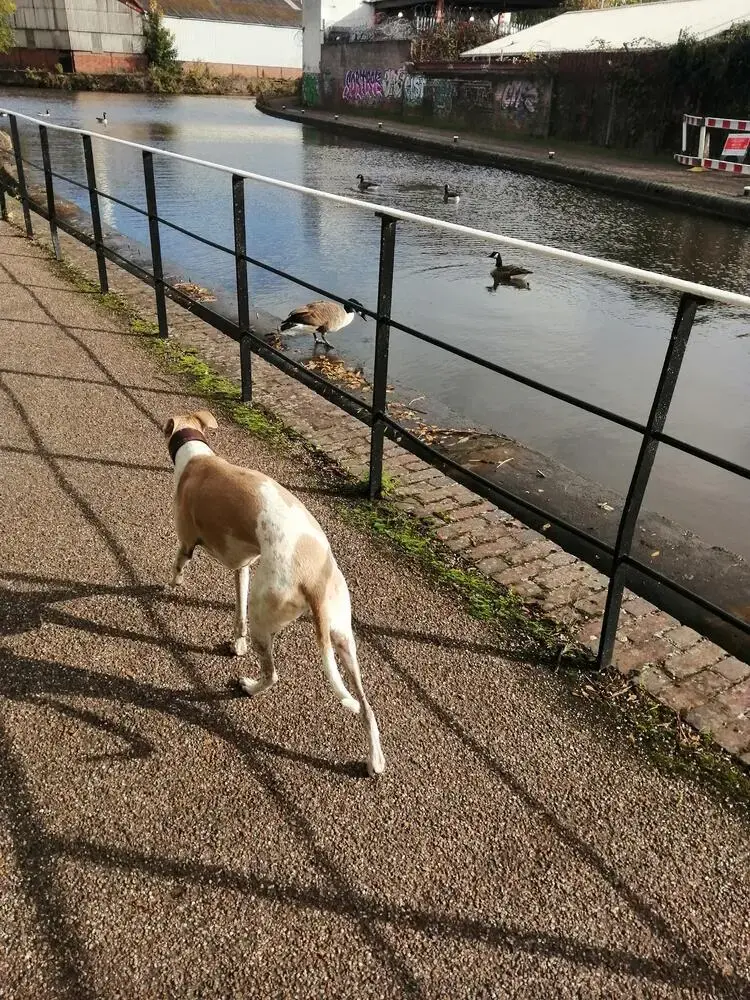 Whippet