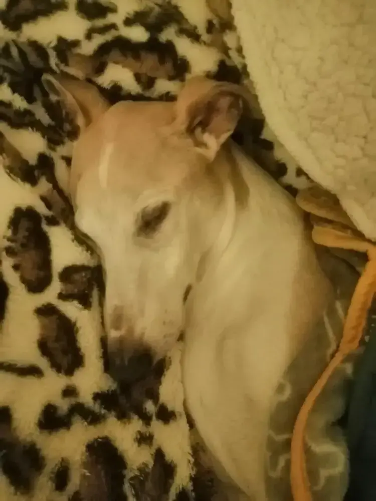 Whippet