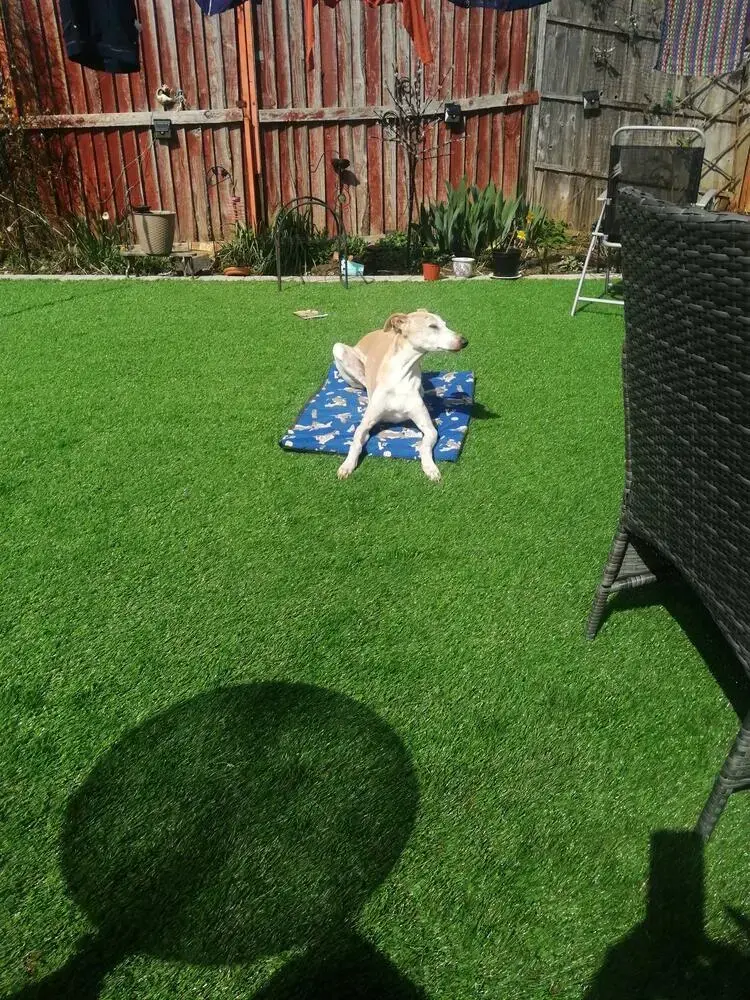 Whippet