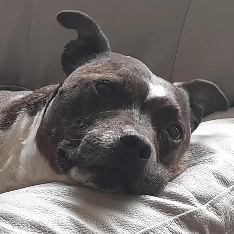 Staffordshire Bull Terrier