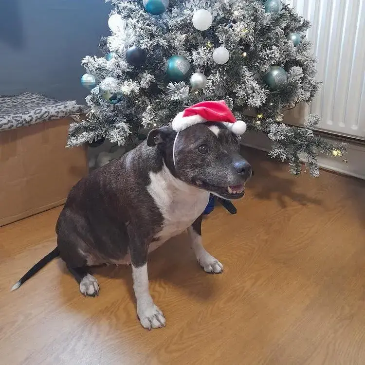 Staffordshire Bull Terrier