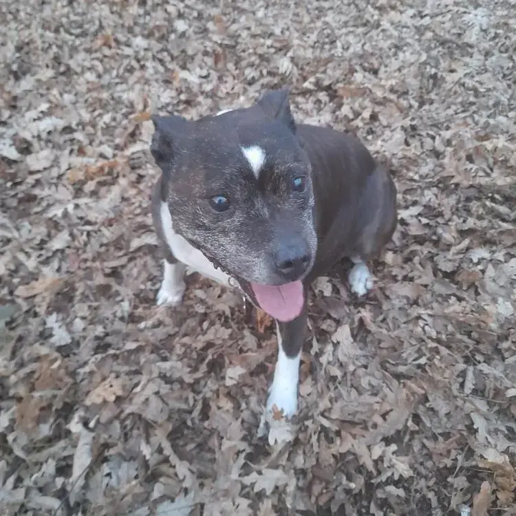 Staffordshire Bull Terrier