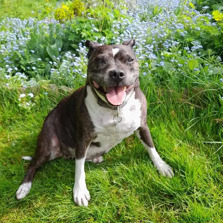 Staffordshire Bull Terrier