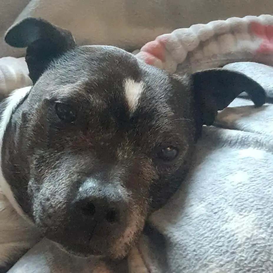 Staffordshire Bull Terrier