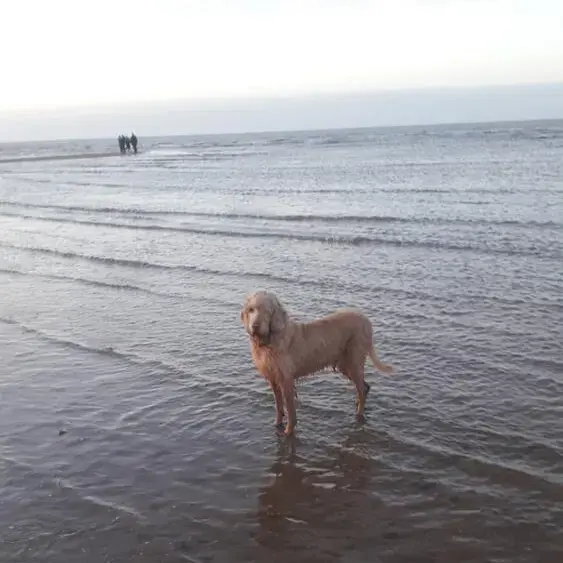 Hungarian Wire Haired Vizsla