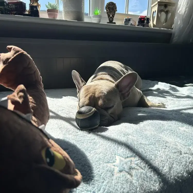 French Bulldog