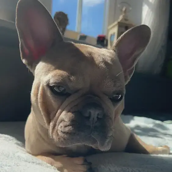 French Bulldog