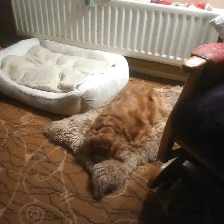 King Charles Spaniel