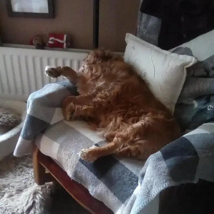 King Charles Spaniel