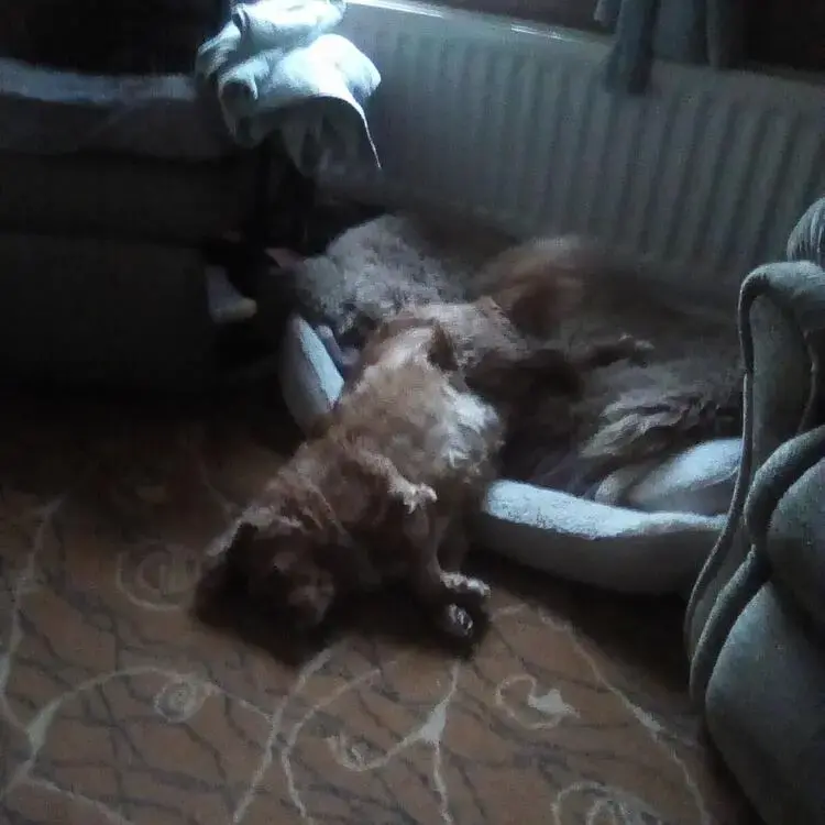 King Charles Spaniel