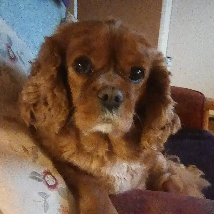 King Charles Spaniel