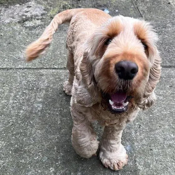 Cocker Spaniel (English)