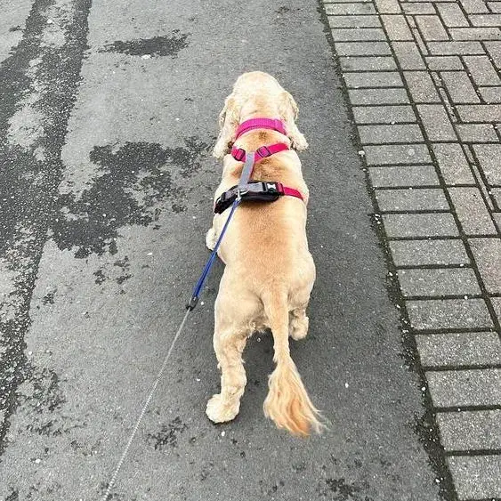 Cocker Spaniel (English)