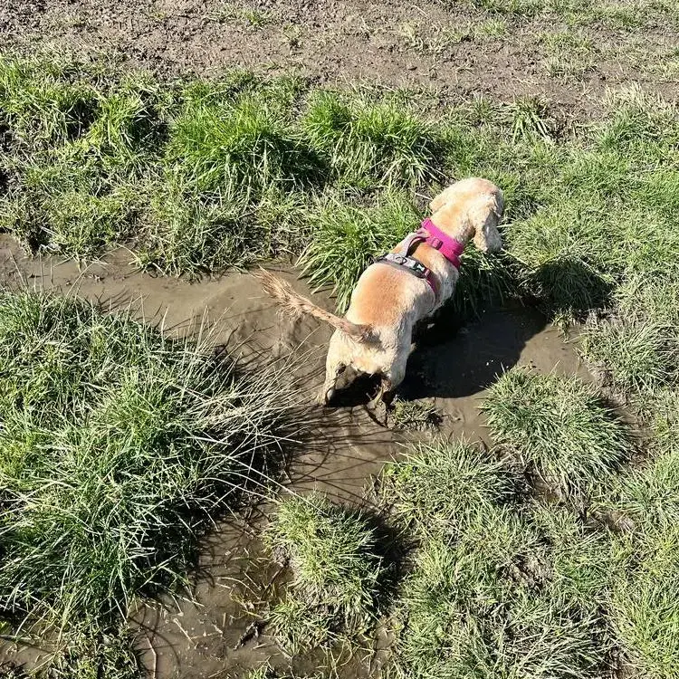 Cocker Spaniel (English)