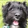 Schnoodle