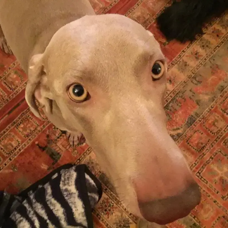 Weimaraner