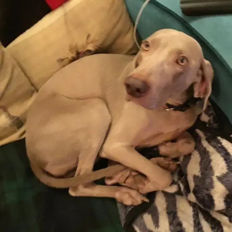 Weimaraner