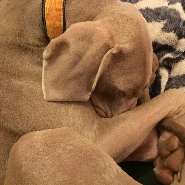 Weimaraner